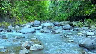 Relaxing Water Stream in Forest for Deep Sleep & Stress Relief -  Nature Sounds ASMR