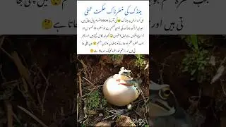 Frog wonder😱| Amazing Wildlife Animal #frog #naturefacts #wildlife #nature #shorts