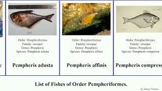 Fishes of Order Pempheriformes pempheris japonica deepwater affinis bigeye elongatus indicus