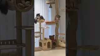 Curved Wood Floor to Ceiling Cat Climbing Tree🍨 #cat #catfurniture #catbed