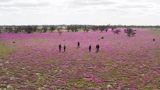 Spend 60 Seconds On The Murray River Walk, South Australia - Great Walks of Australia