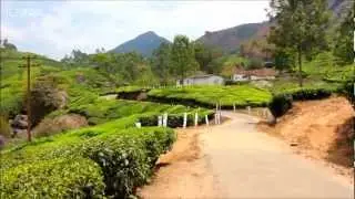 Big India Trip. Kerala,Munnar. Tea plantations