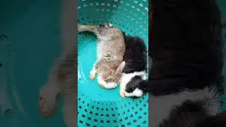 #rabbit #rabbitlifestyle #rabbits #rabbitsworldwide