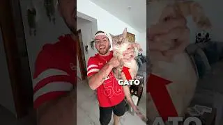 Mis gatos saben Kung Fu?! 🤯😾