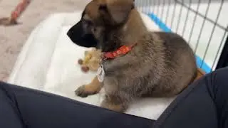 Introducing Orange Collar  Seven Week old Sable Puppy
