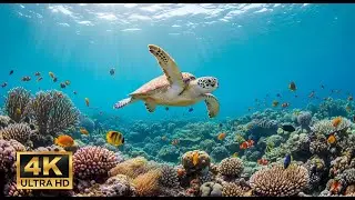 🐠 Aquarium Relaxation Video 4K &ndash; Peaceful Coral Reef Fish with Ambient Music