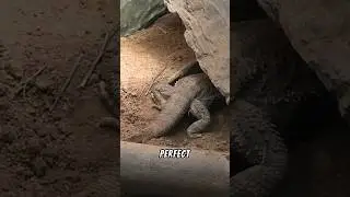 How to Make the Best Substrate for Bearded Dragons