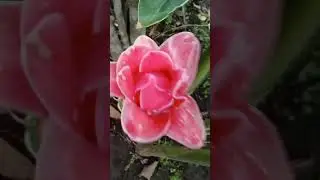 Presenting Torch Ginger Plant