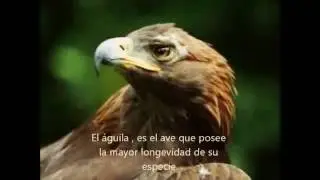 Remontate como las aguilas