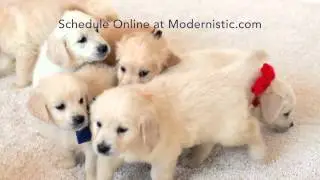 Modernistic - Cute Puppies