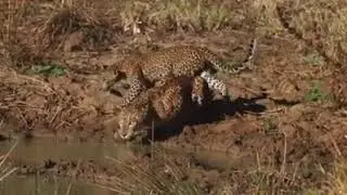 young leopard cub yala national park  srilanka