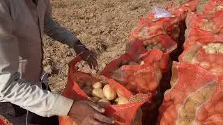 Aalu ki Bori ki Silai (आलू की बोरी में सिलाई)