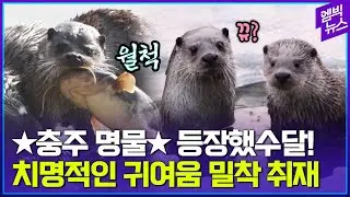 충주맨보다 귀여운(?) 충주 수달!