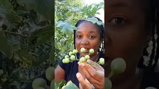 Когда собирать сусумбу #шорты #еда #вирусноевидео #youtube #youtubeвидео