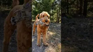 Grouse retrieval #hunting
