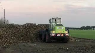 Claas shovel loading Sugar Beet. Norfolk Straw Products Transport