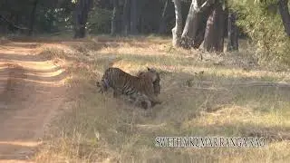 Maya's cub first sighting