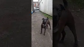 Jipp The Patterdale Terrier Cross Looking Good #patterdaleterrier #patterdaleterriercross #hunting
