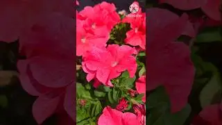 Petunia flowers / beautiful natural flowers  #shorts  #flowers  #nature