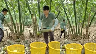 The skills cutting bamboo shoot from the farm