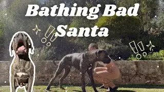 Cane Corso Bath-Time Routine 🧼🎅