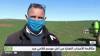 المغرب الأخضر .. مكافحة الأعشاب الضارة من أجل موسم فلاحي جيد