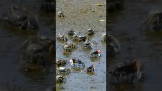 How Fiddler Crabs Communicate 🦀