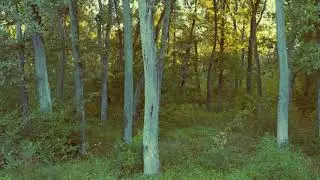 Best Drone Footage 2020 - No copyright - Free Cinematic Drone Shots - Cinematic Nature of Forest #5