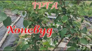 Ірга 