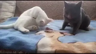 С праздником братья наши меньшие !!!!