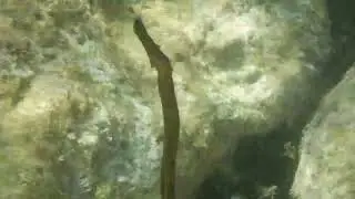 Broadnosed pipefish (Syngnathus typhle) feeding