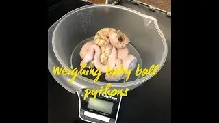weighing baby ball pythons!