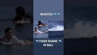 🦈TIGER SHARK IN BALI #shark #shorts