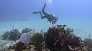 SCUBA Diving At Aquarium Dive Site, Catalina Island, Dominican Republic