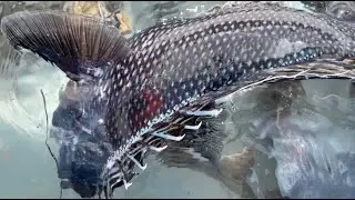 Black Sea Bass fishing in Falmouth, MA (6/10, 2023)