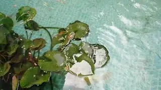 Koi in temporary swimming pool pond