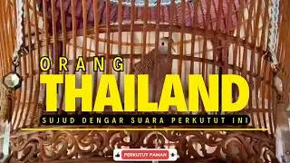 TAMPAR MUKA SAYA JIKA TIDAK ENAK !! PERKUTUT BANGKOK GACOR, PERKUTUT NGEROT, PERKUTUT LOKAL GACORCOR