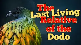 The Last Link to the Dodo&hellip; Still Alive Today!