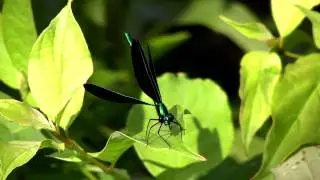 Ebony Jewelwing