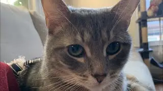 LITTER ROBOT VS CAT GENIE #litterrobot #catgenie #cutecat #catlover #cutekitty #litterbox #catlitter