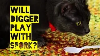 Digger the Cat & Spork on Friskies Cat Game Show - Will Kitty Play With It?
