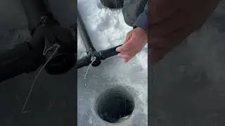 First rod set up got the first perch at Lake Nipissing, Canada! #fishing