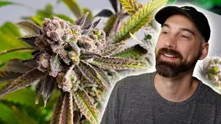 Harvesting Pungent Punch by Shadowborn Genetics (Sticky & Loud!)