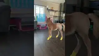 Miniature Horse Flaunts New Shoes