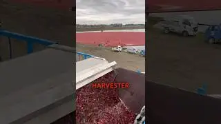 How Cranberries get harvest 🤯