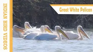 The Great White Pelican (Pelecanus onocrotalus)