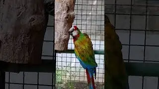 En Manzanillo Aviario de La Pergola/Visit the La Pergol Aviary in Manzanillo, Colima, Mexico