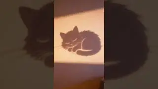 Ultimate Comfort: Playing a Gentle Shadow Hunt with My Kitten at Midnight.#shorts #cat