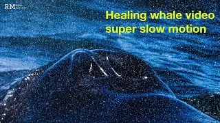 Healing video of humpback whale in super slow motion