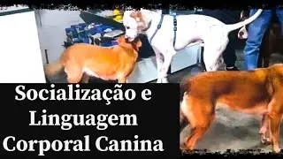 Compreenda a Linguagem Canina e Aperfeiçoe a Socialização do Seu Cão